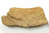 Fossil Tyrannosaur (T rex) Rib Bone Section - Wyoming #314029-1